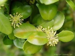 buchs